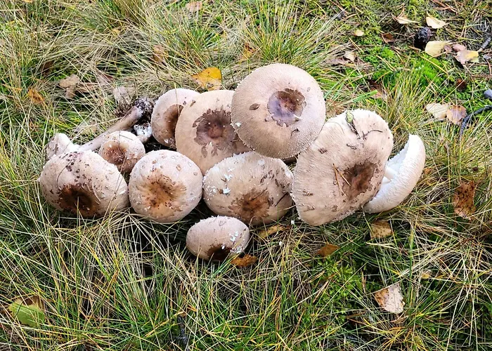 Jaskowe Wzgorze Domki Na Wynajem, Balia, Szymbark Domek Nr 1