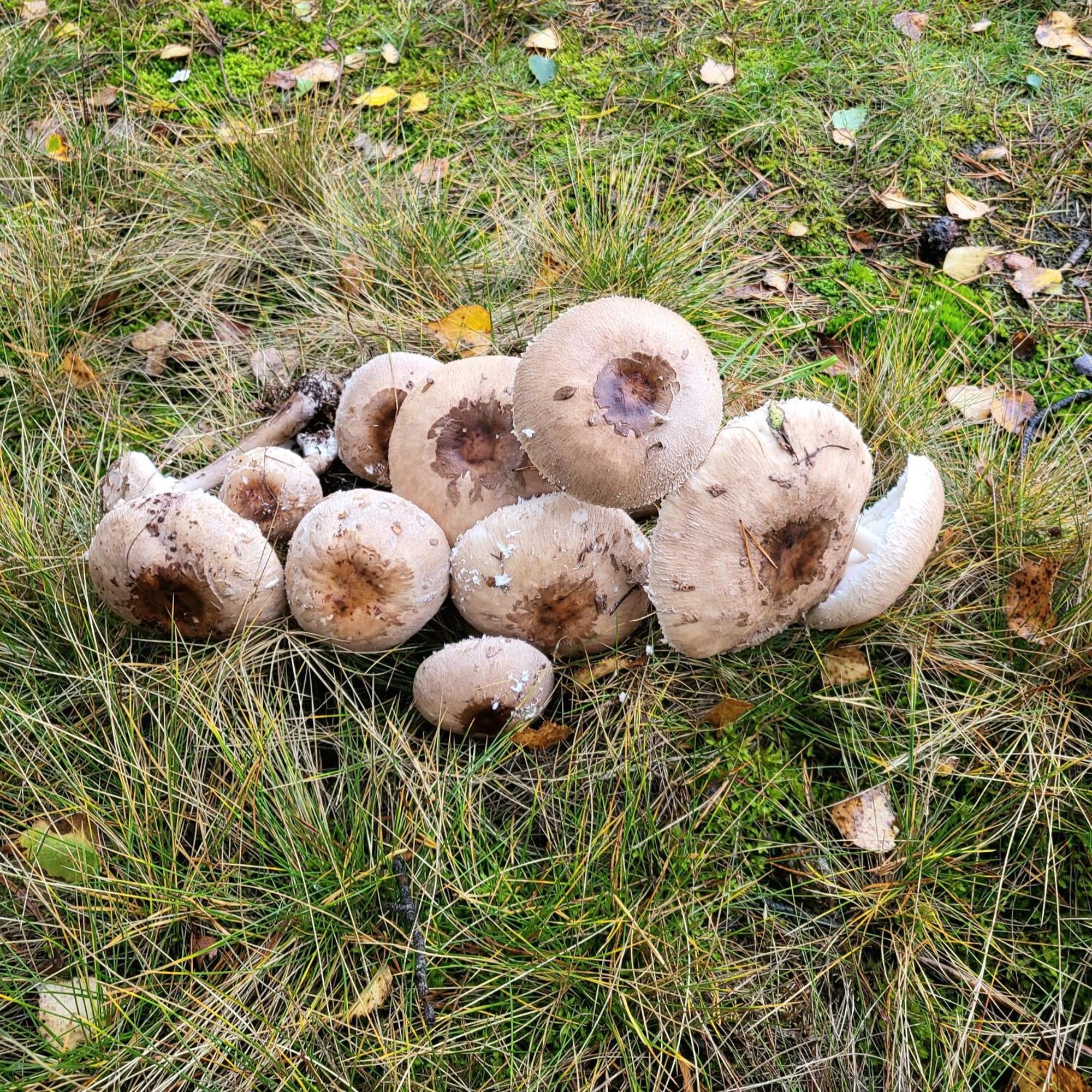 Vila Jaskowe Wzgorze Na Wynajem, Balia, Szymbark Nr 1 *